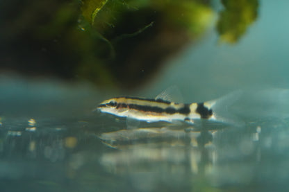 Dwarf Chain Loach