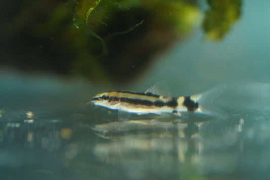 Dwarf Chain Loach
