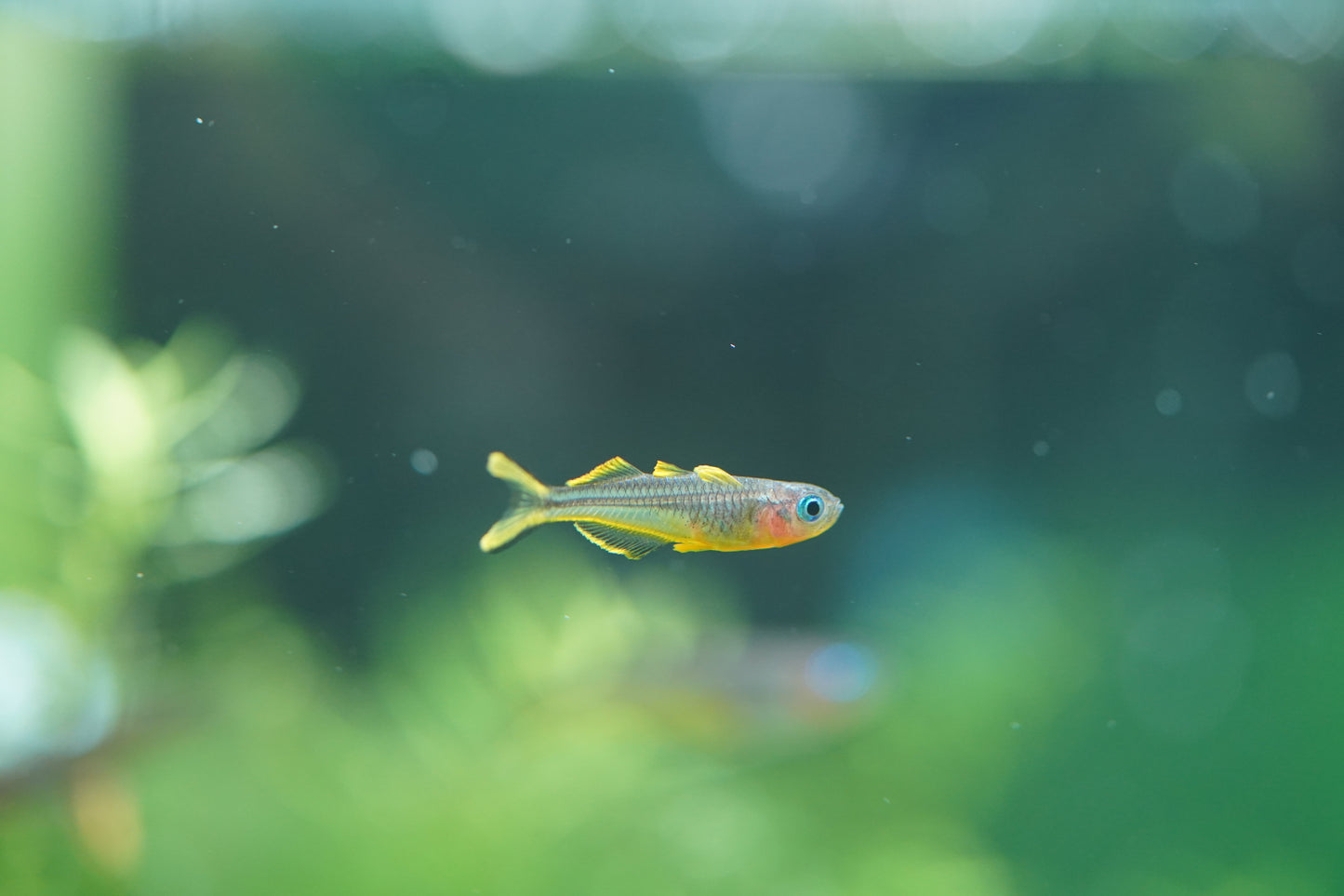 Forktail Blue-eye Furcata Rainbowfish