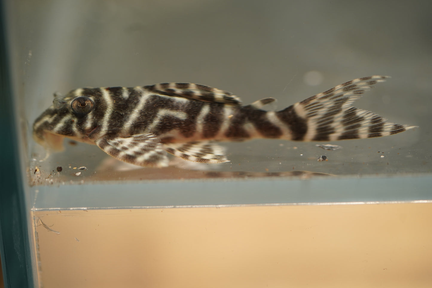 L270 Chocolate Pleco