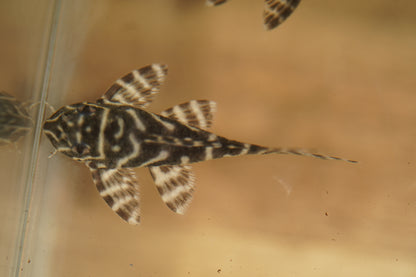 L270 Chocolate Pleco