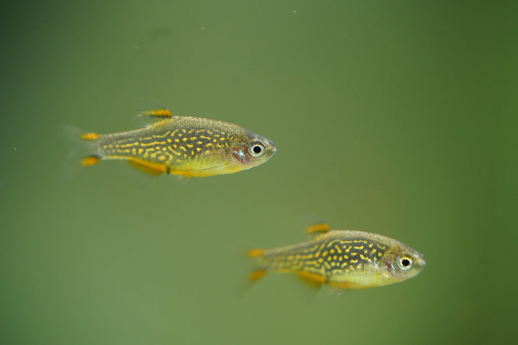 Celestial Pearl Danios