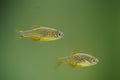 Celestial Pearl Danios