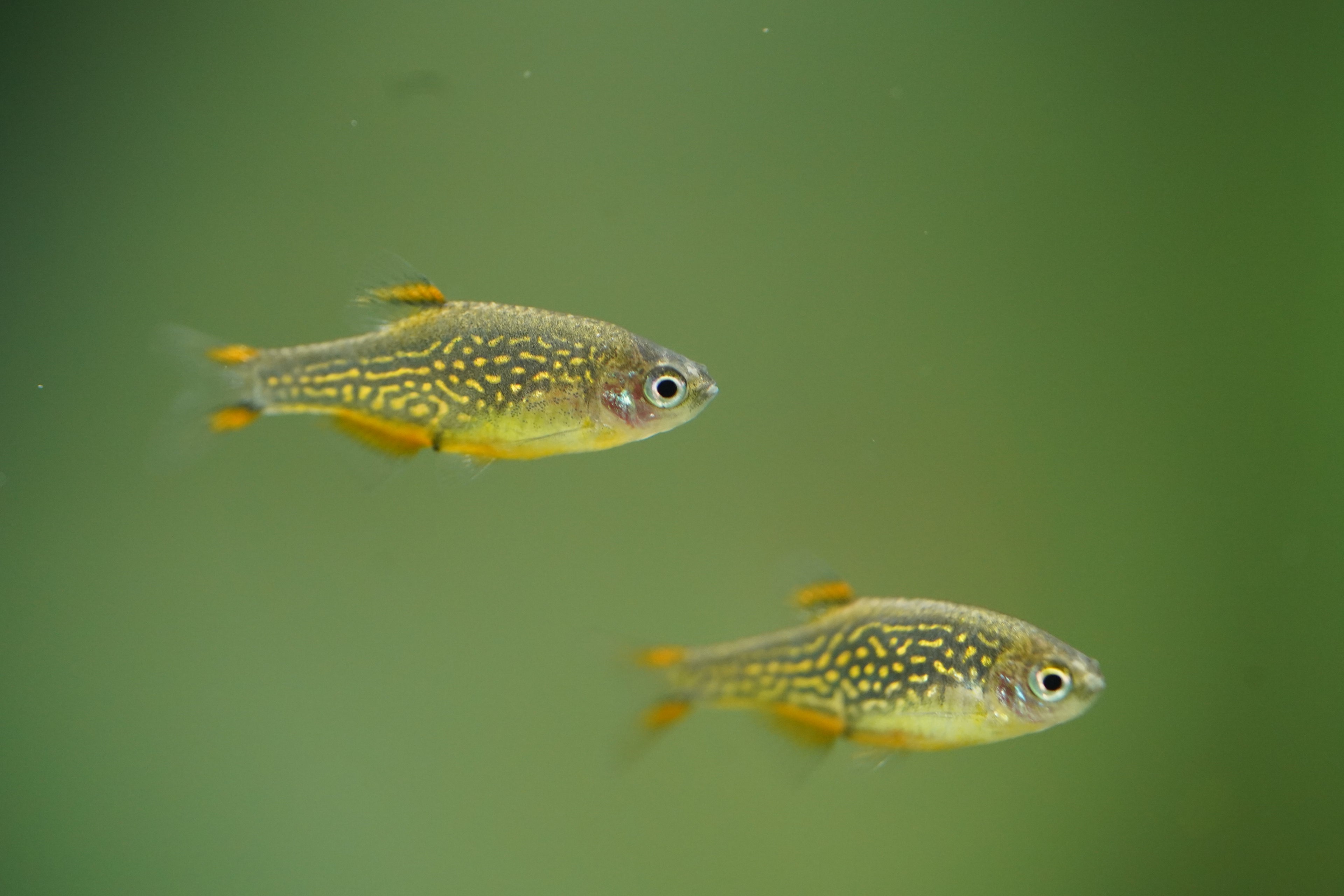 Celestial Pearl Danios