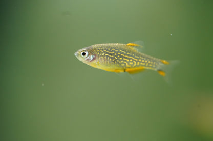 Celestial Pearl Danios