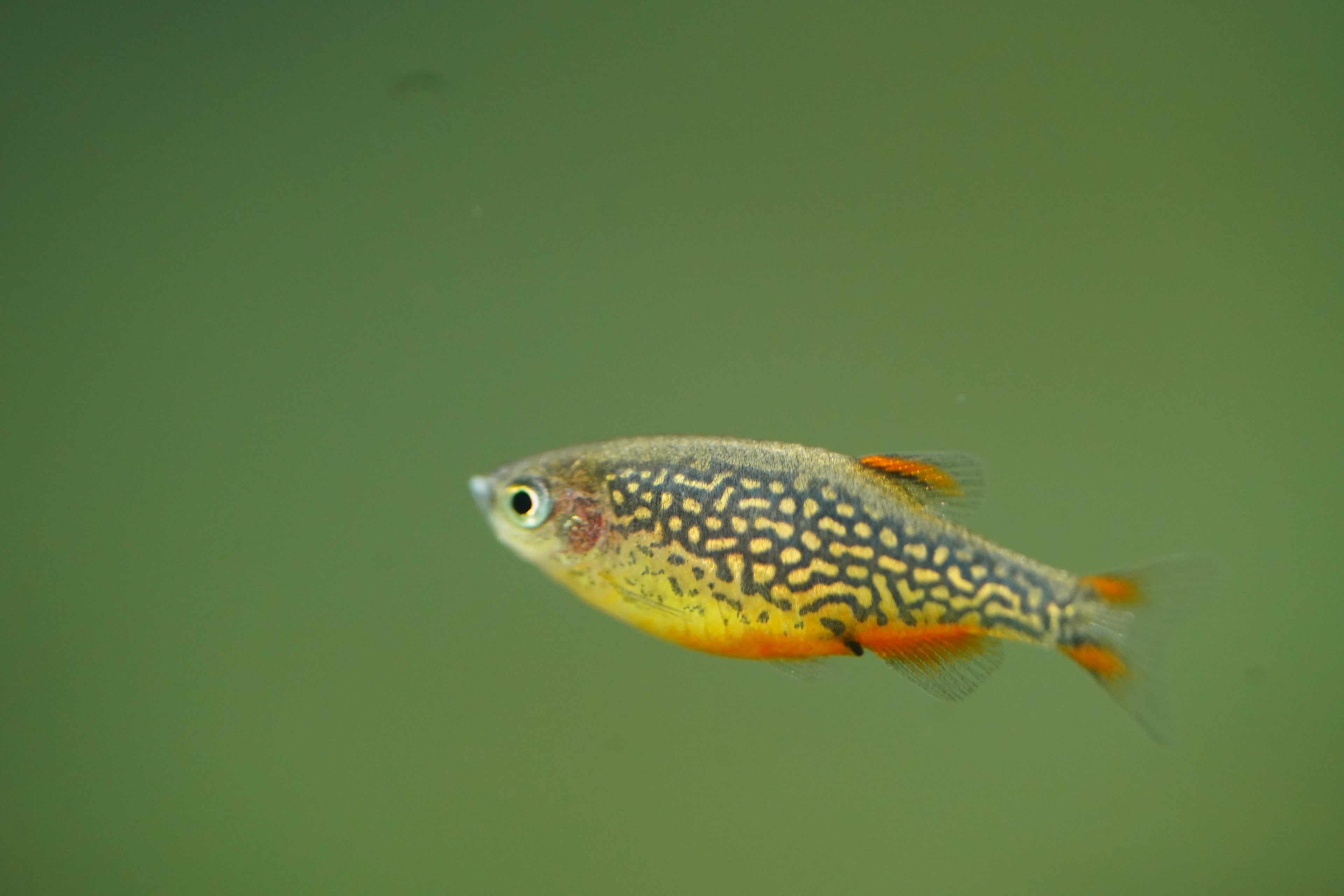 Celestial Pearl Danios