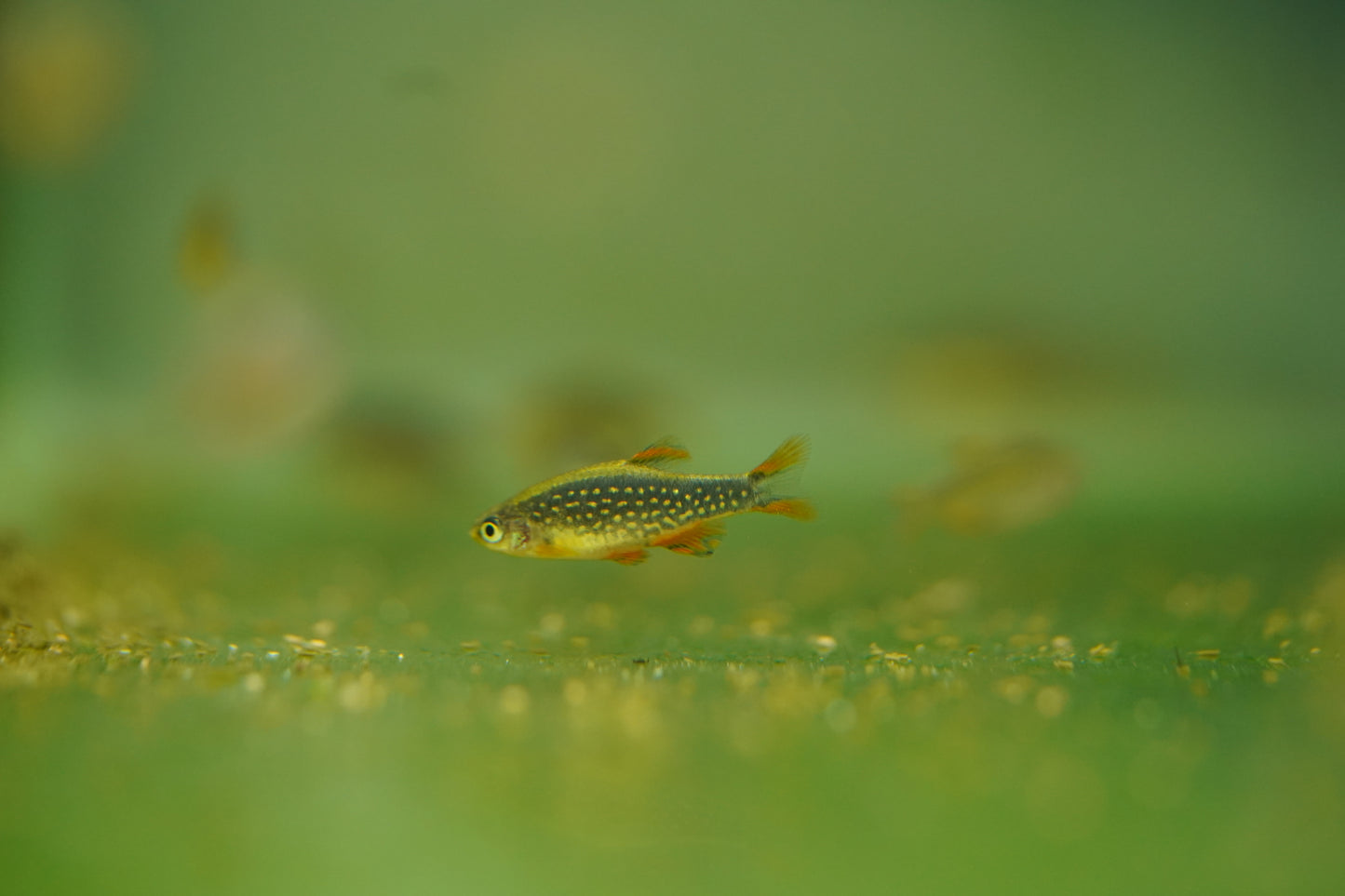Celestial Pearl Danios