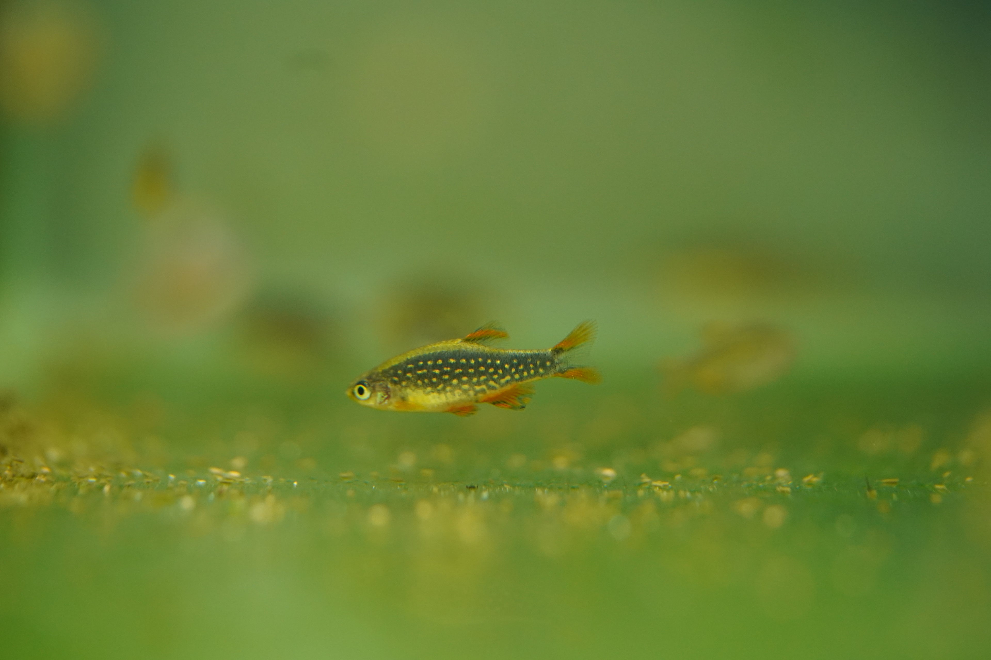 Celestial Pearl Danios