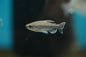 Congo Tetra