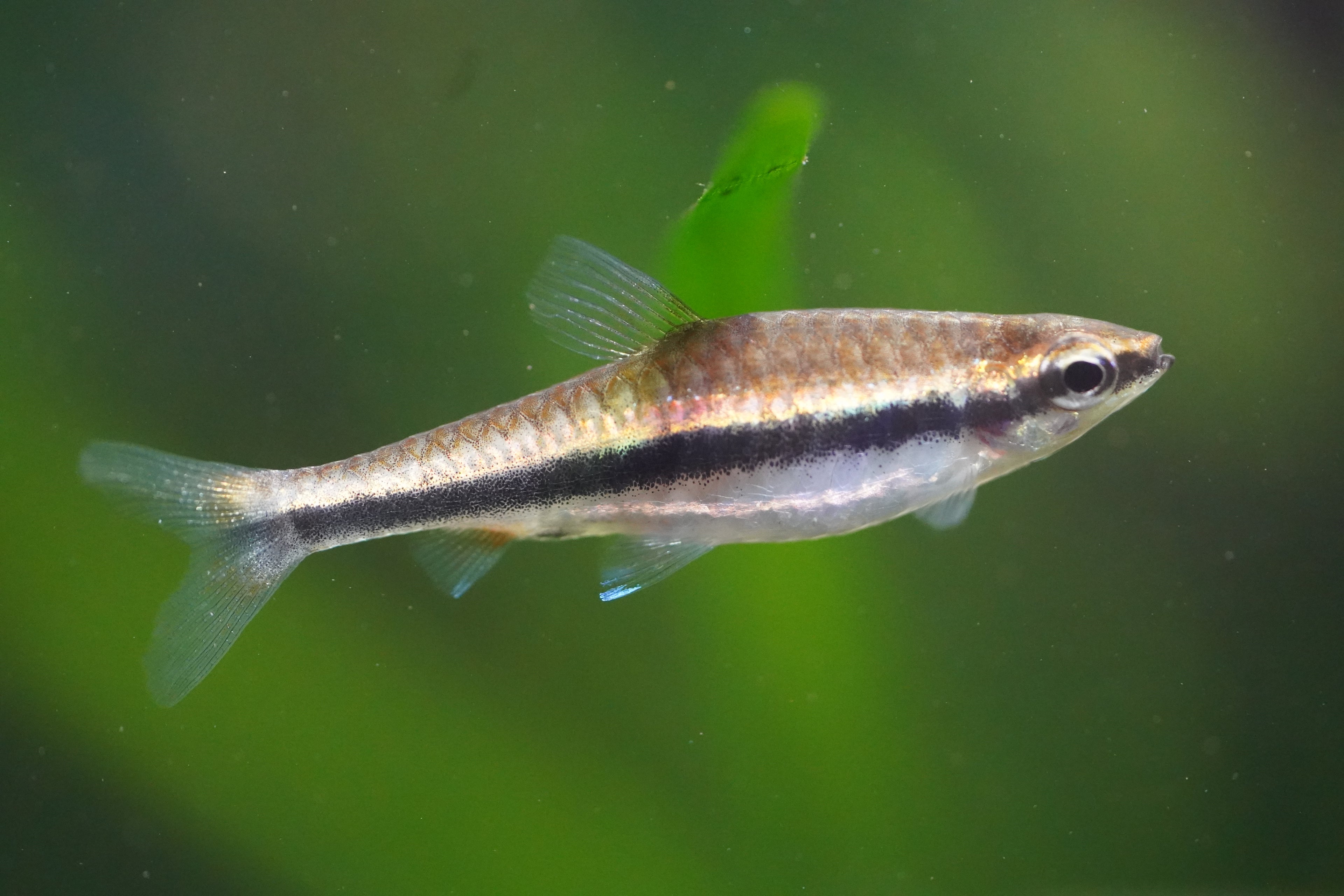 Red Pencil Fish