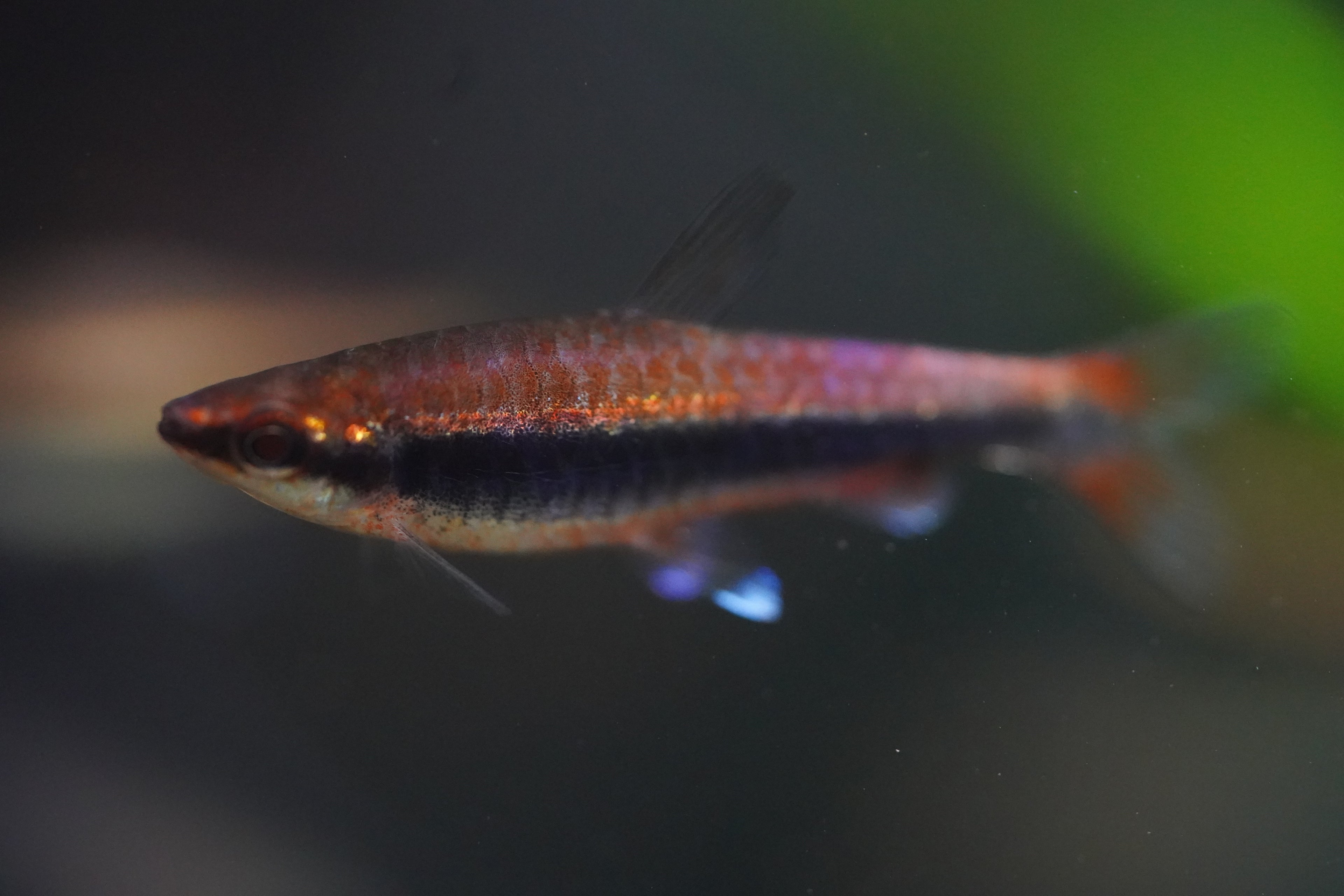 Red Pencil Fish