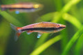Red Pencil Fish