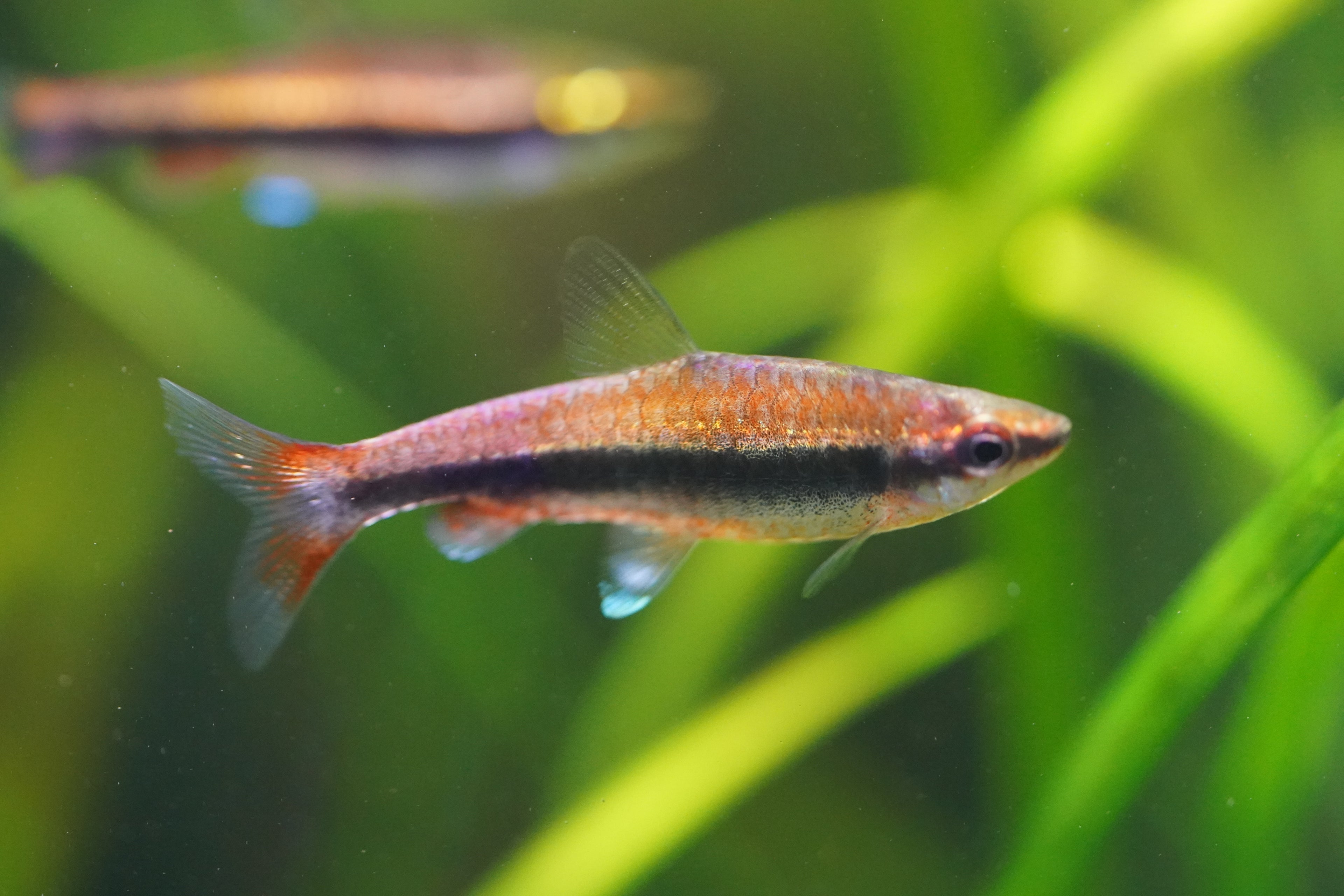 Red Pencil Fish