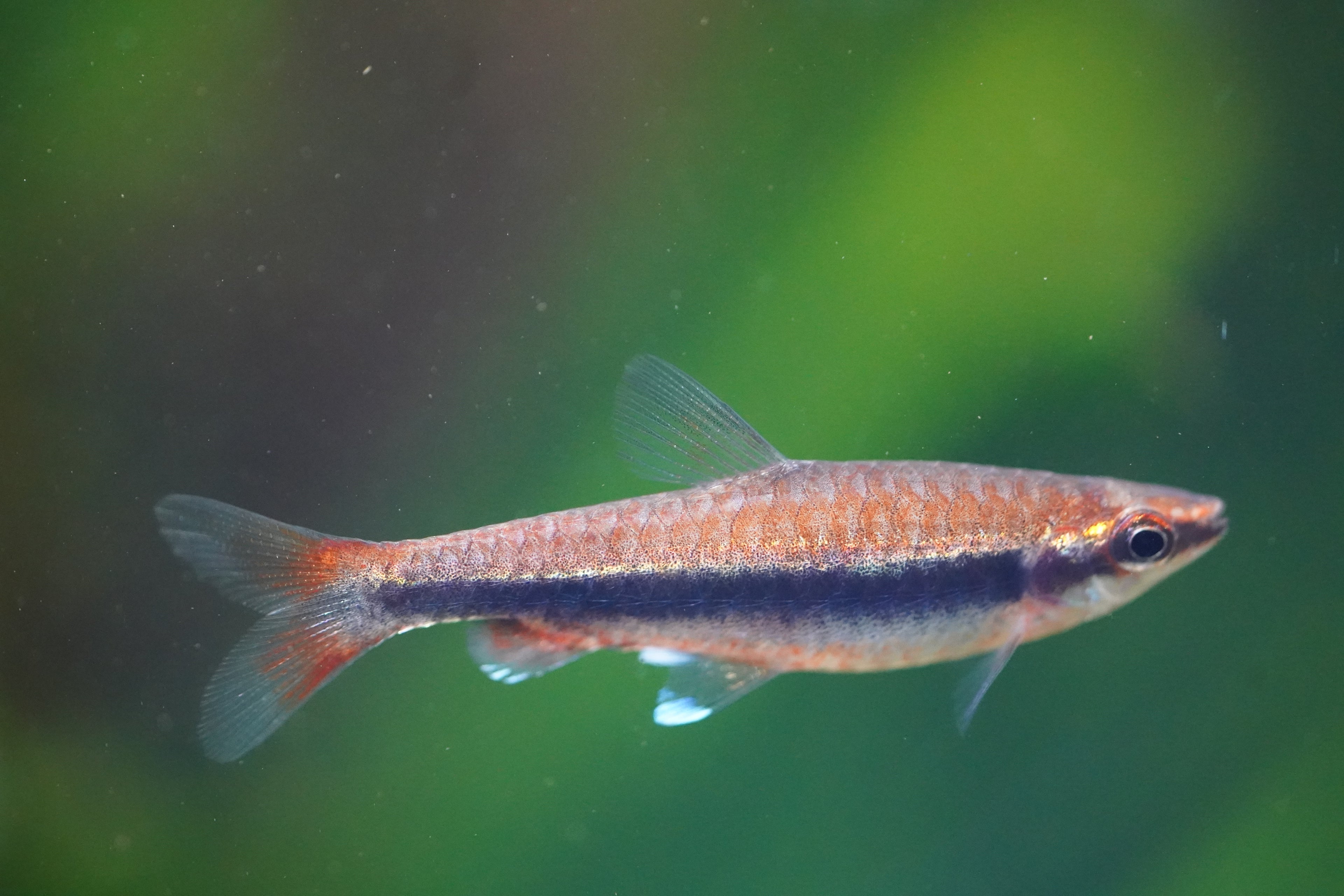 Red Pencil Fish