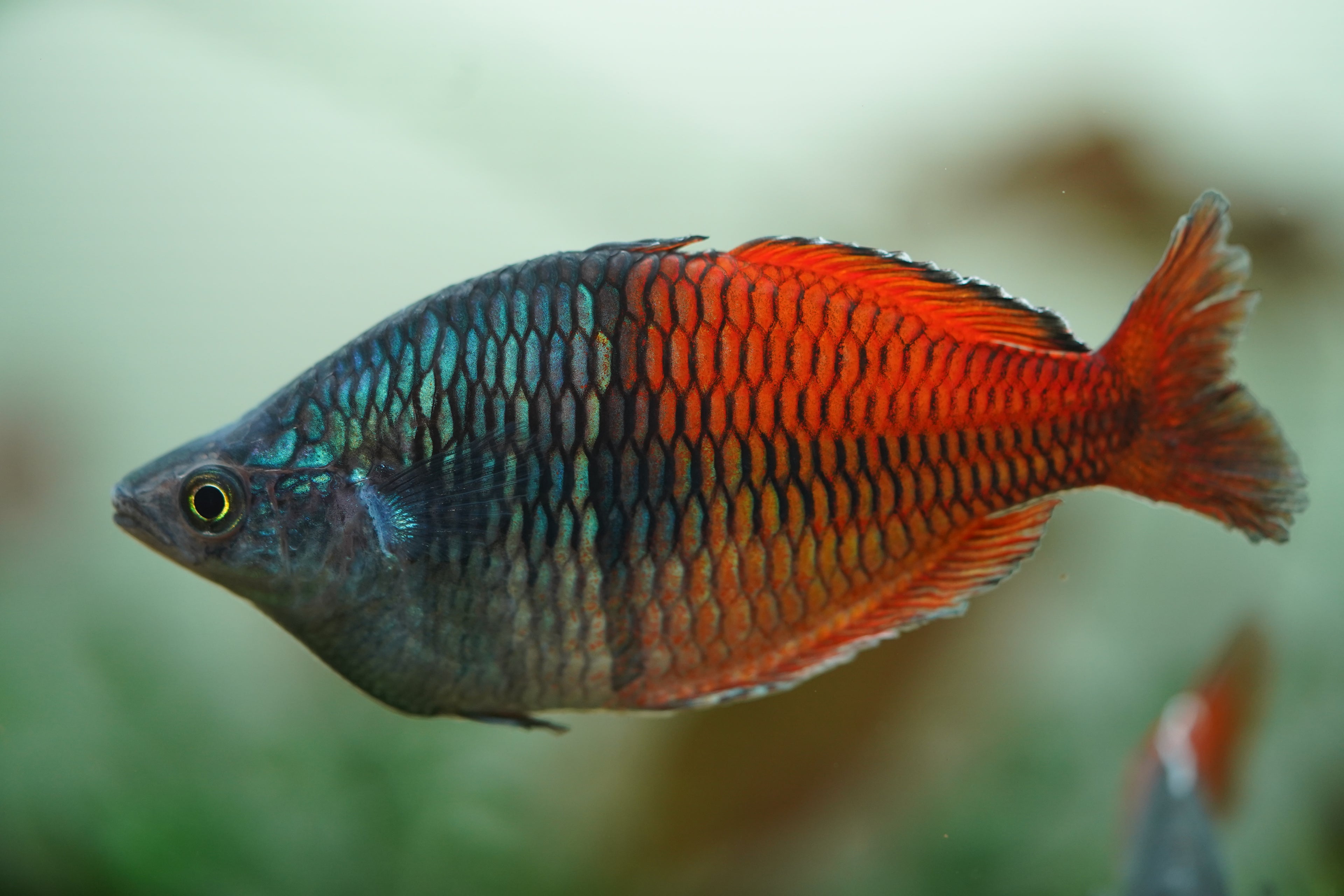 Bosemani Rainbowfish