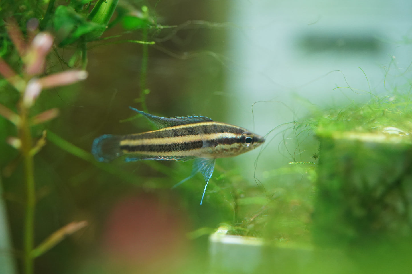 Licorice Gourami