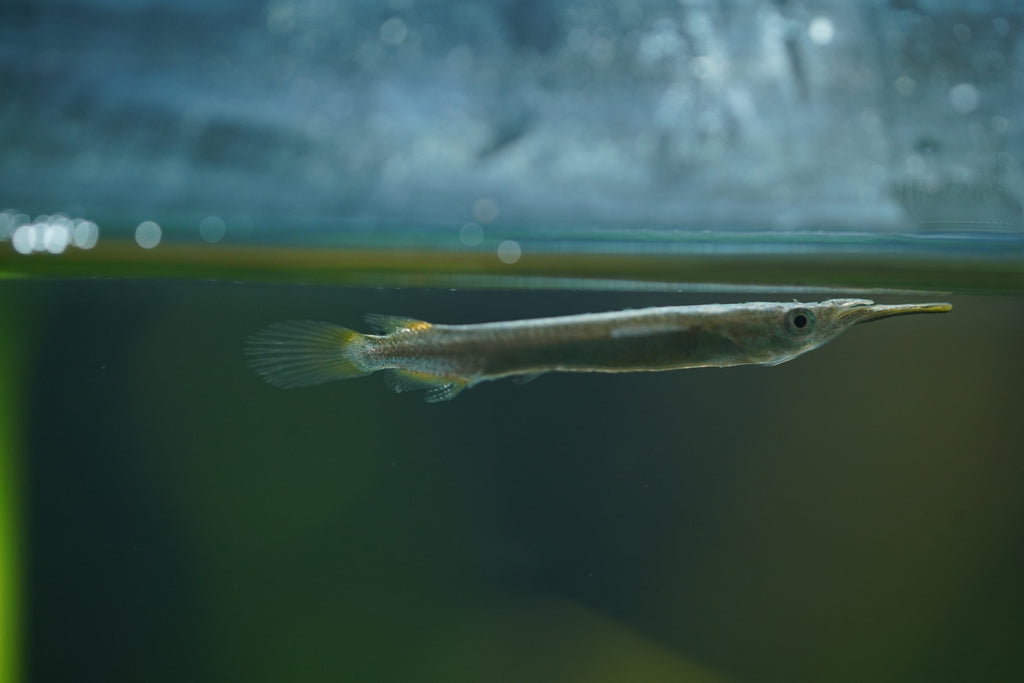 Golden Halfbeak