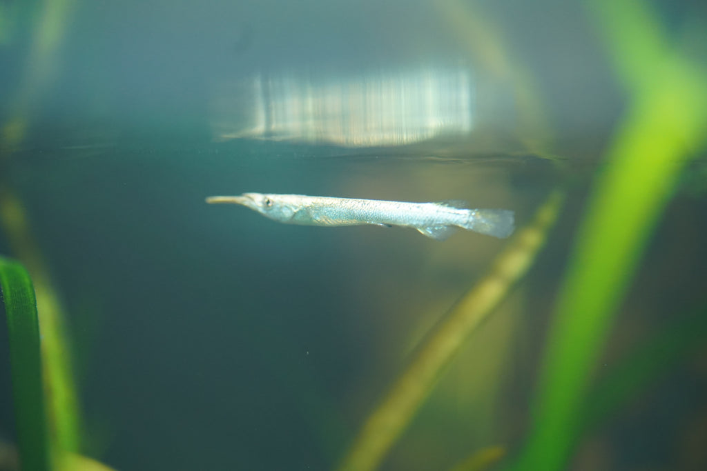 Golden Halfbeak