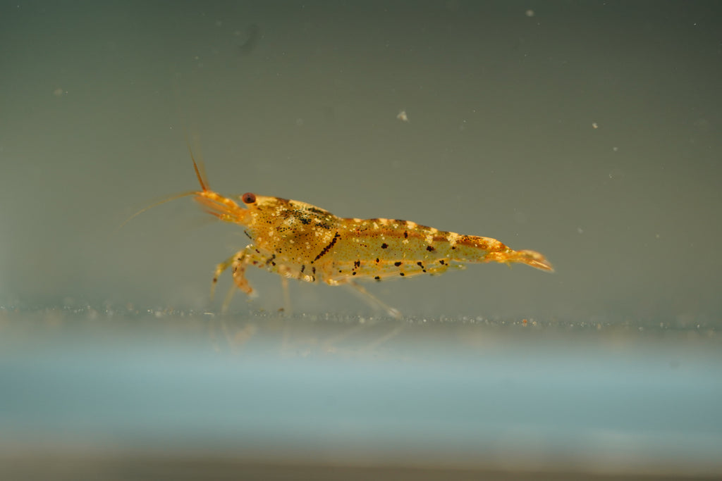Tangerine Tiger Bee Shrimp