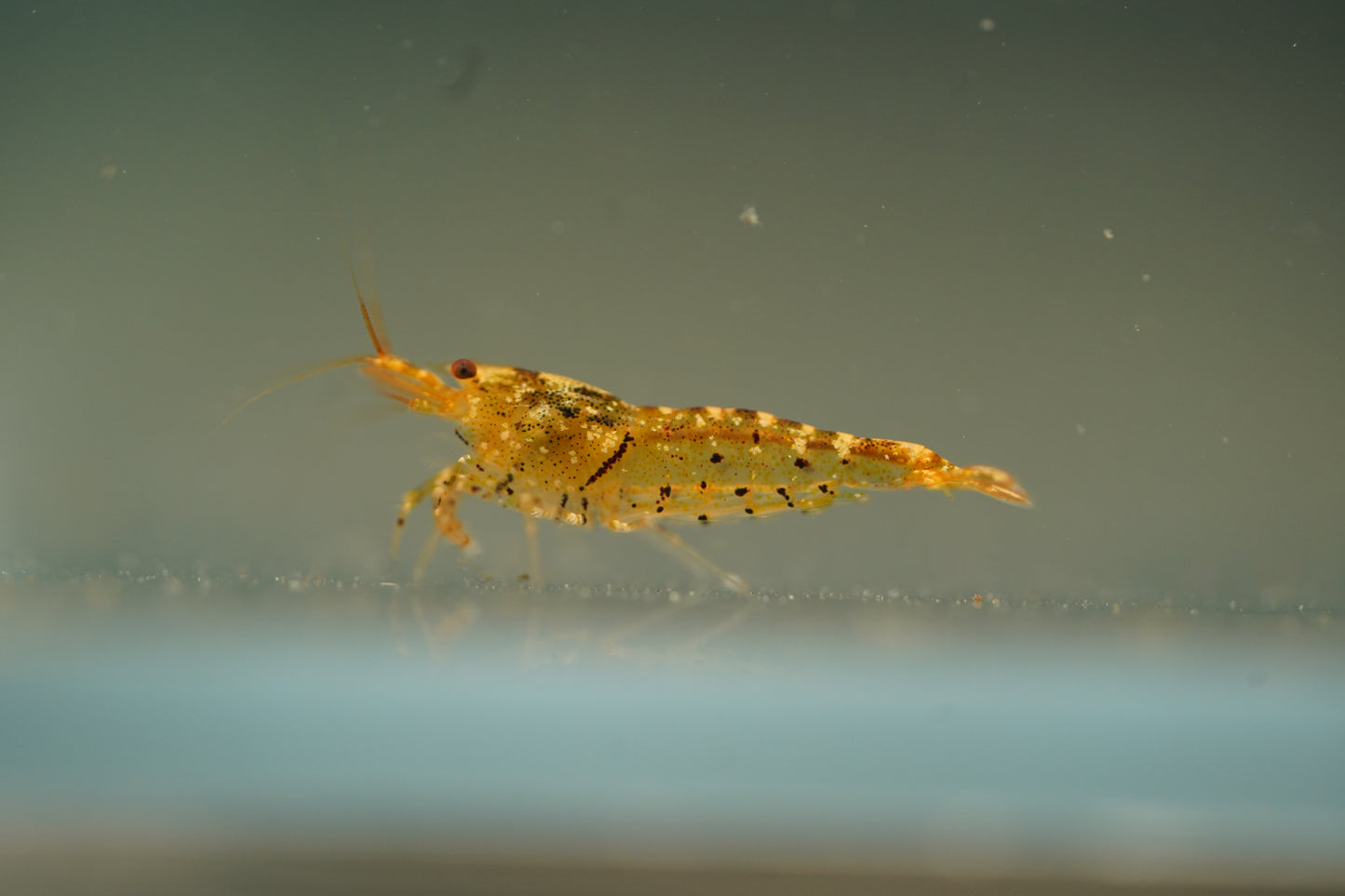 Tangerine Tiger Bee Shrimp