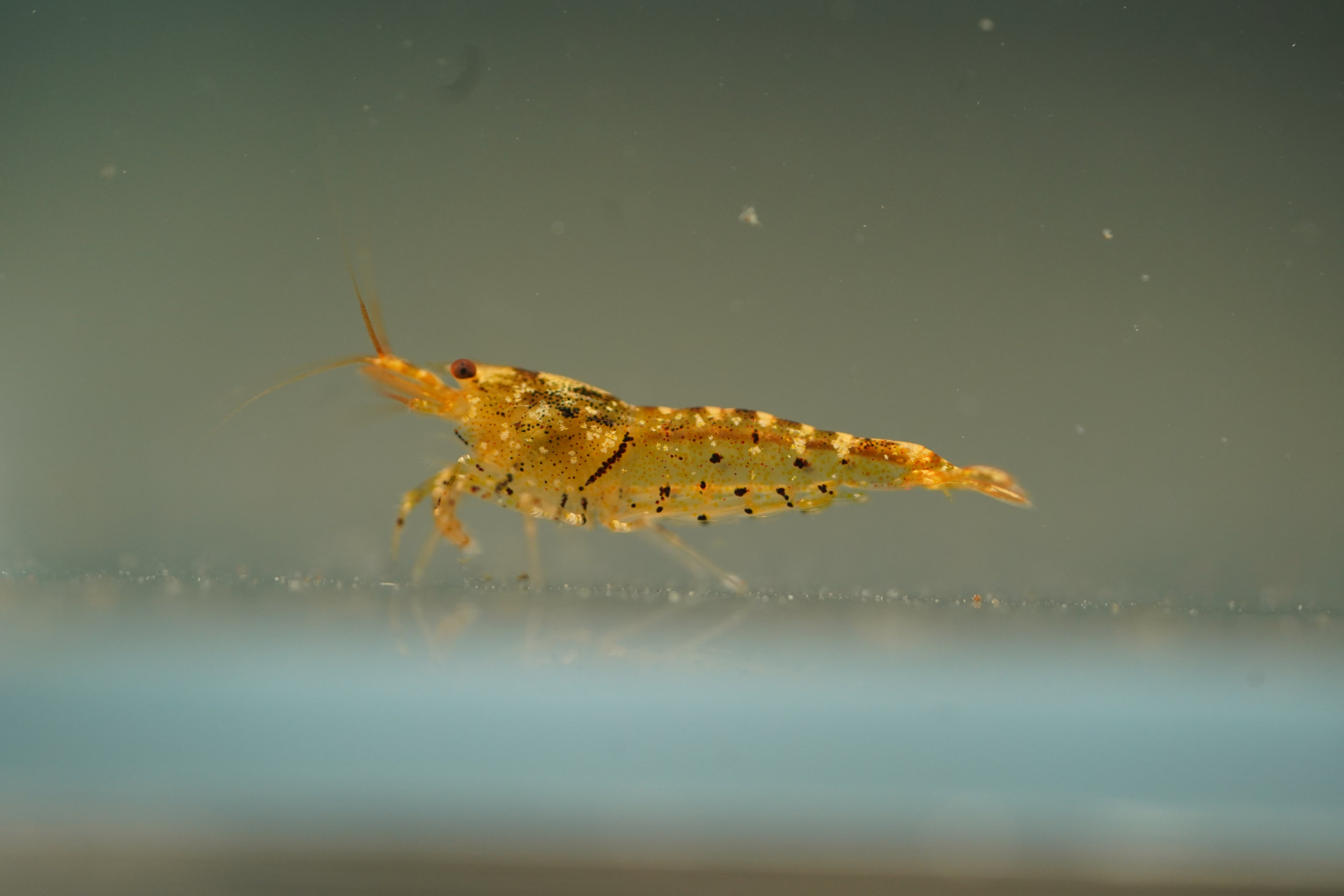 Tangerine Tiger Bee Shrimp