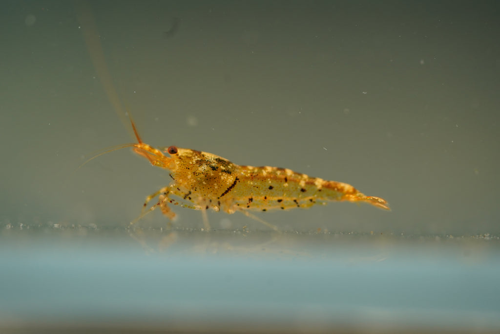 Tangerine Tiger Bee Shrimp