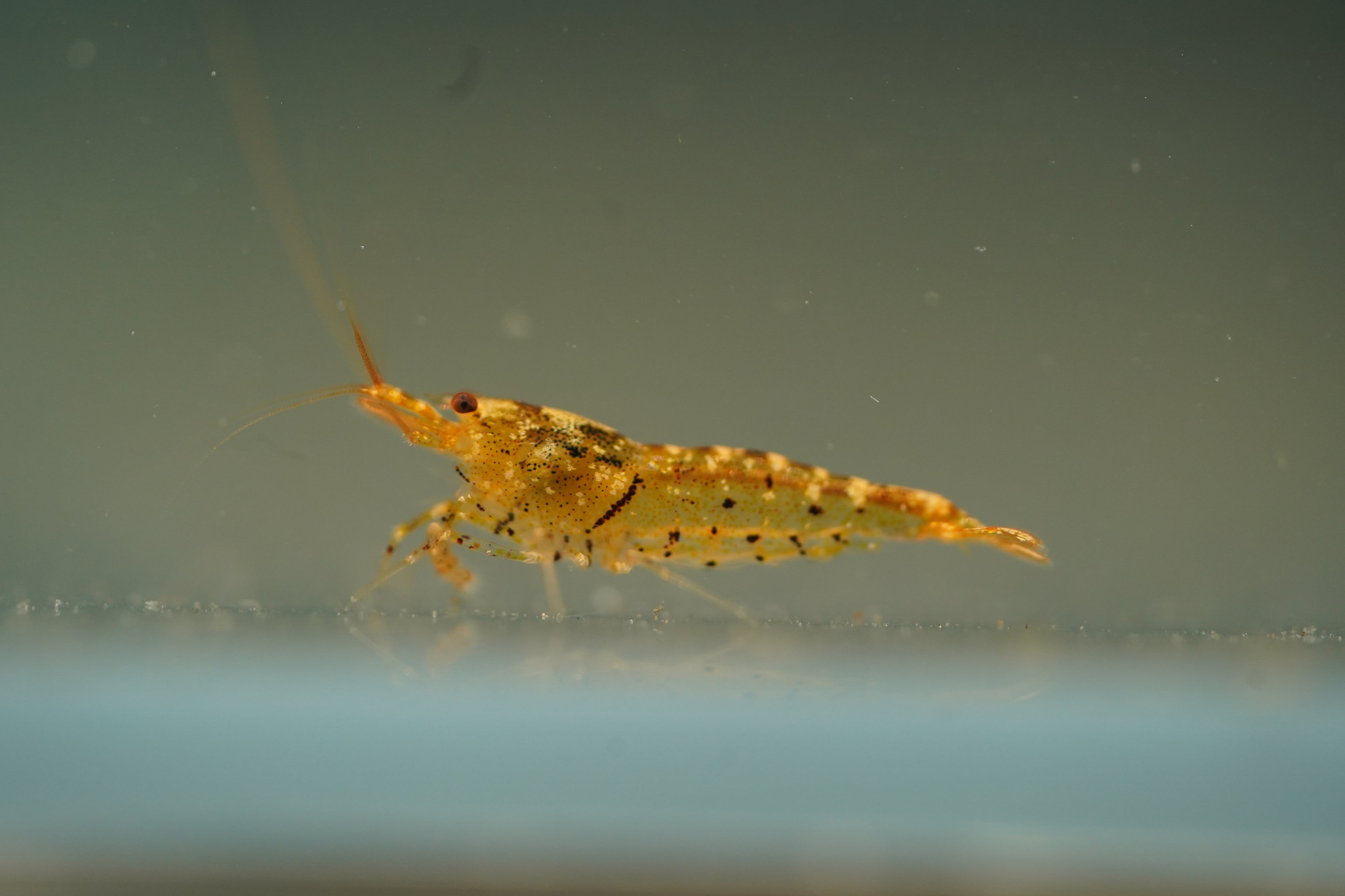 Tangerine Tiger Bee Shrimp