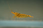 Tangerine Tiger Bee Shrimp