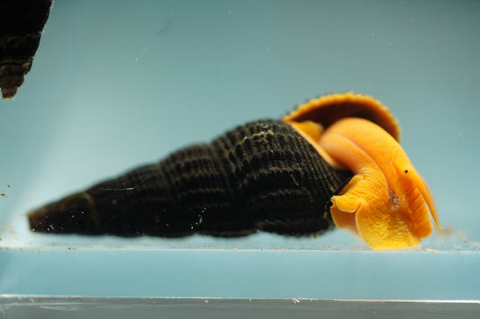 Orange Rabbit Snail