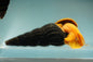 Orange Rabbit Snail