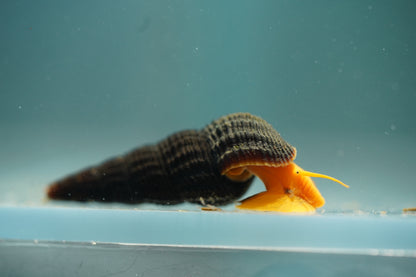 Orange Rabbit Snail
