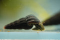 Green Rabbit Snail