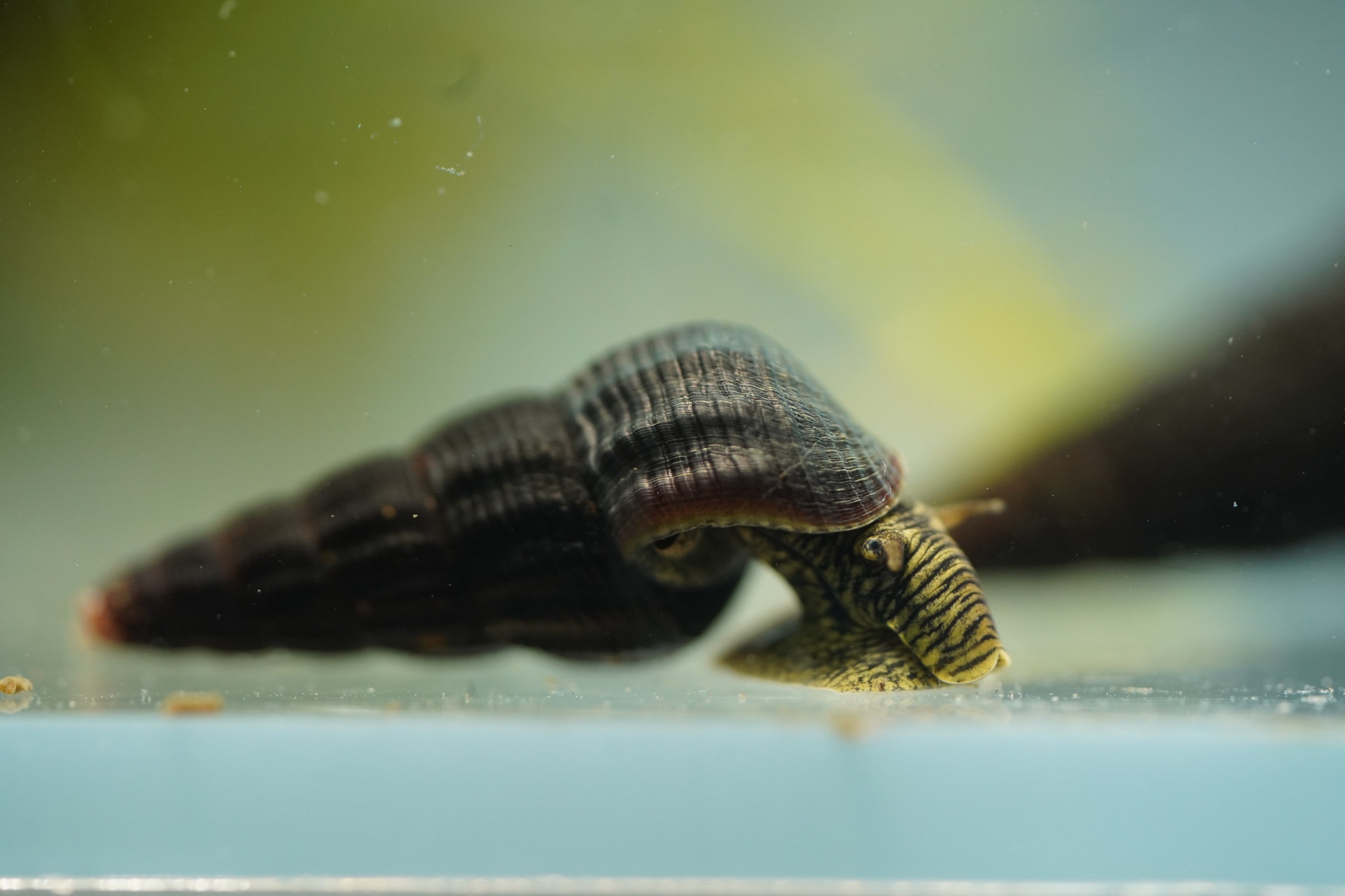 Green Rabbit Snail