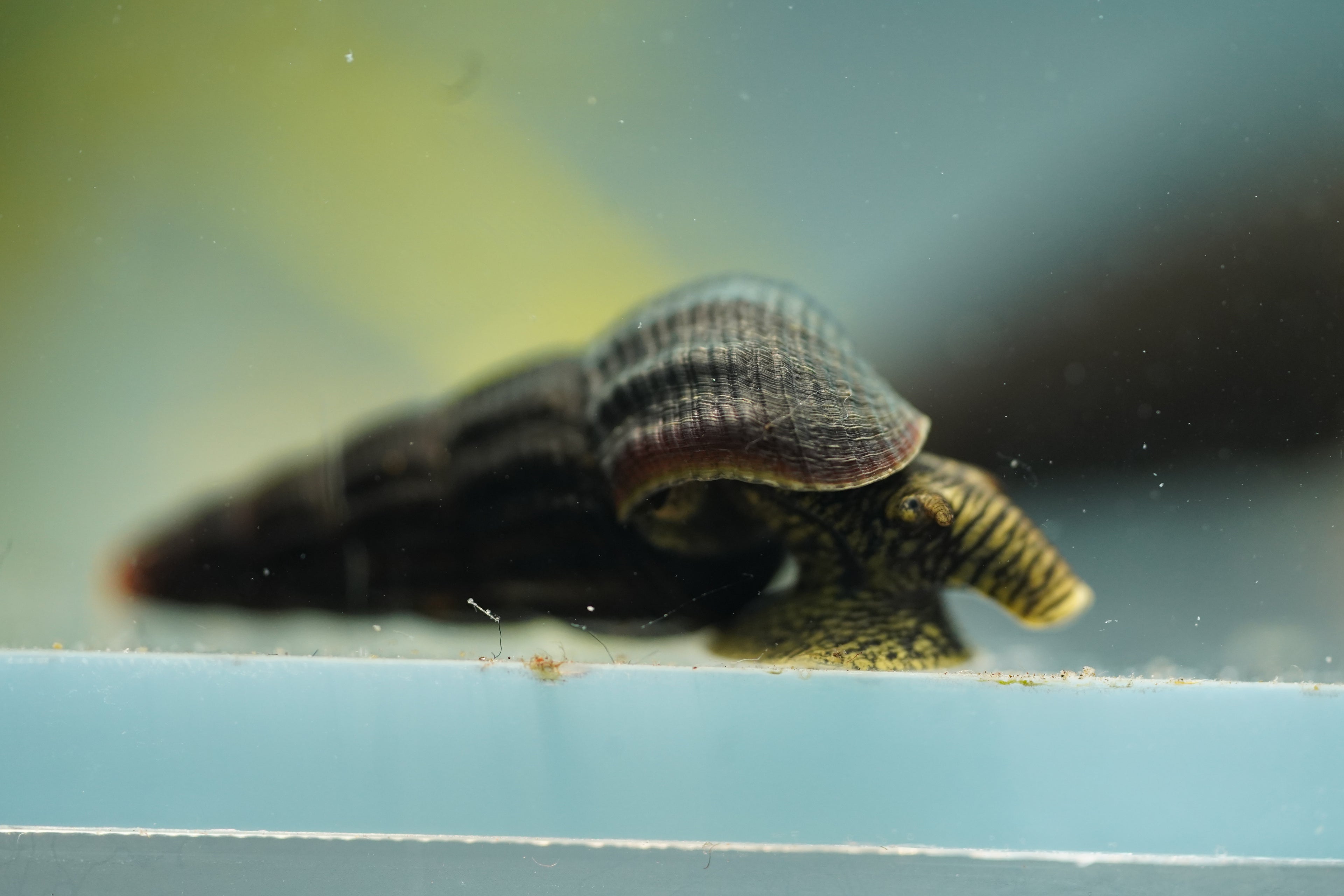 Green Rabbit Snail