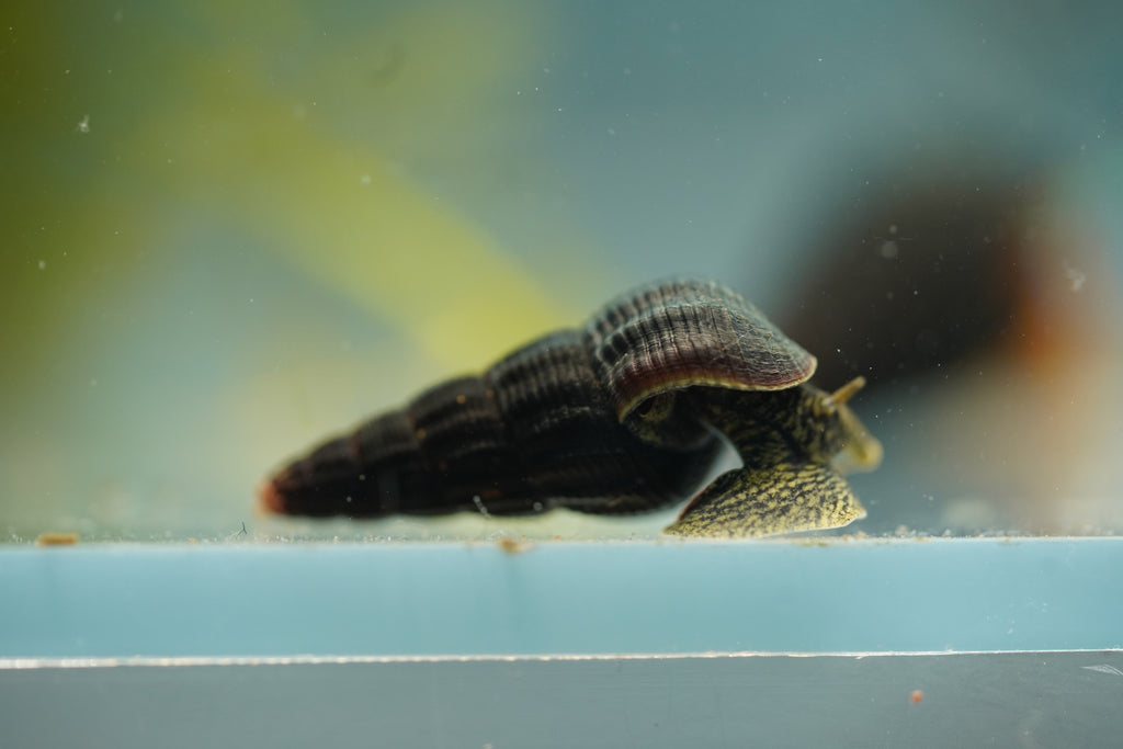 Green Rabbit Snail