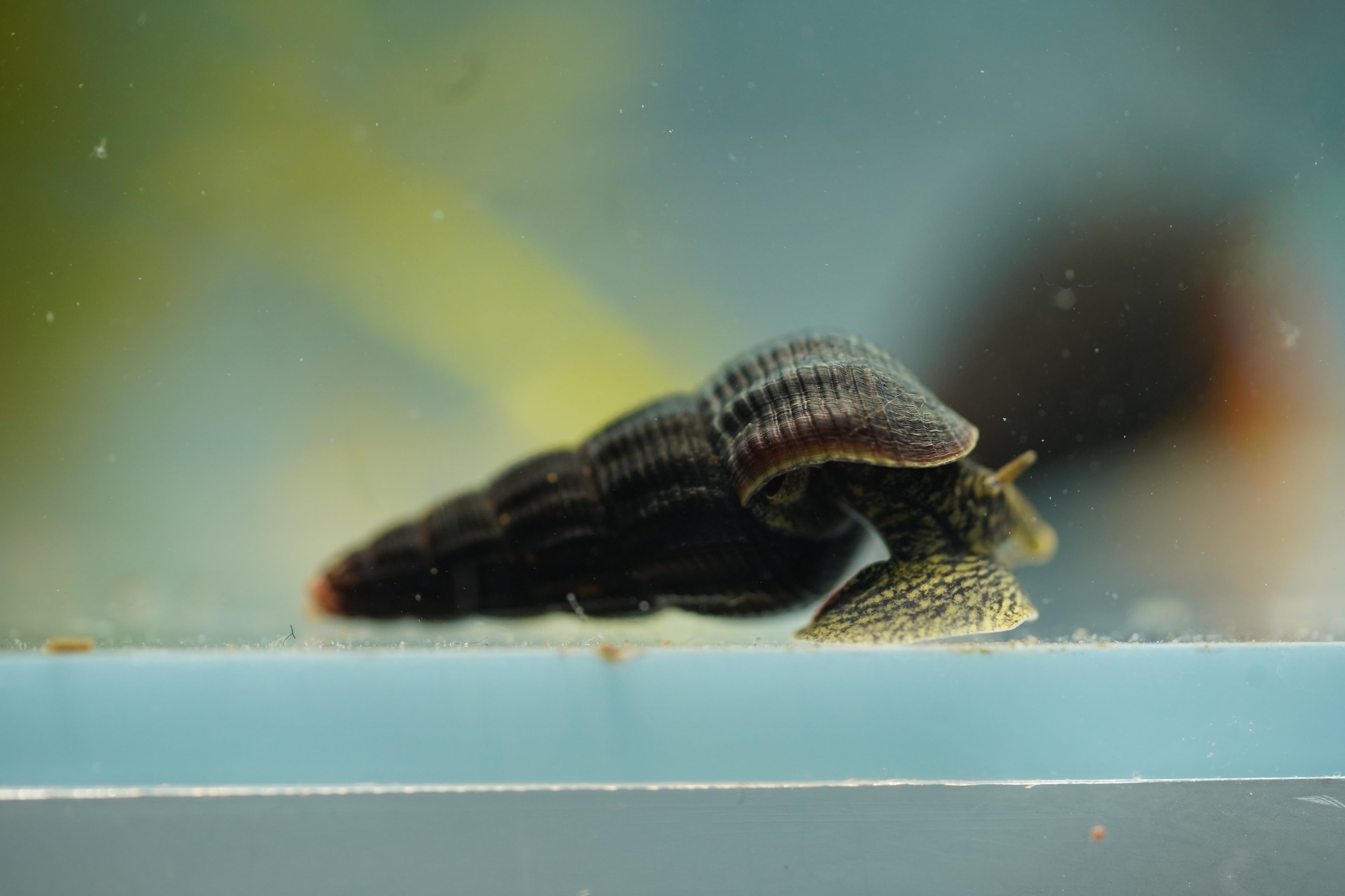 Green Rabbit Snail