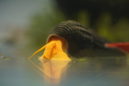 Orange Rabbit Snail
