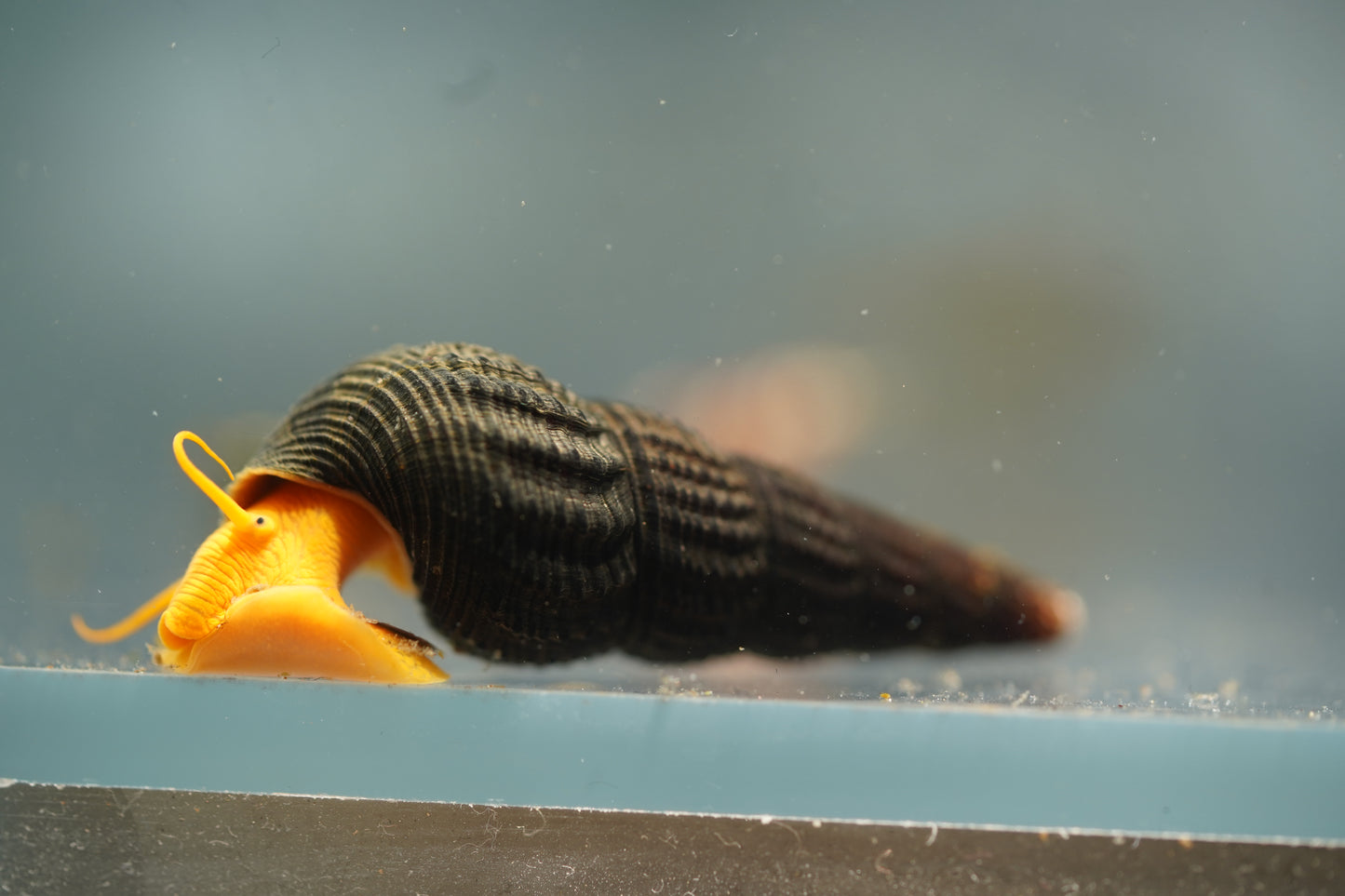 Orange Rabbit Snail