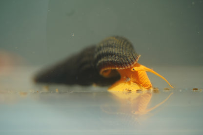 Orange Rabbit Snail