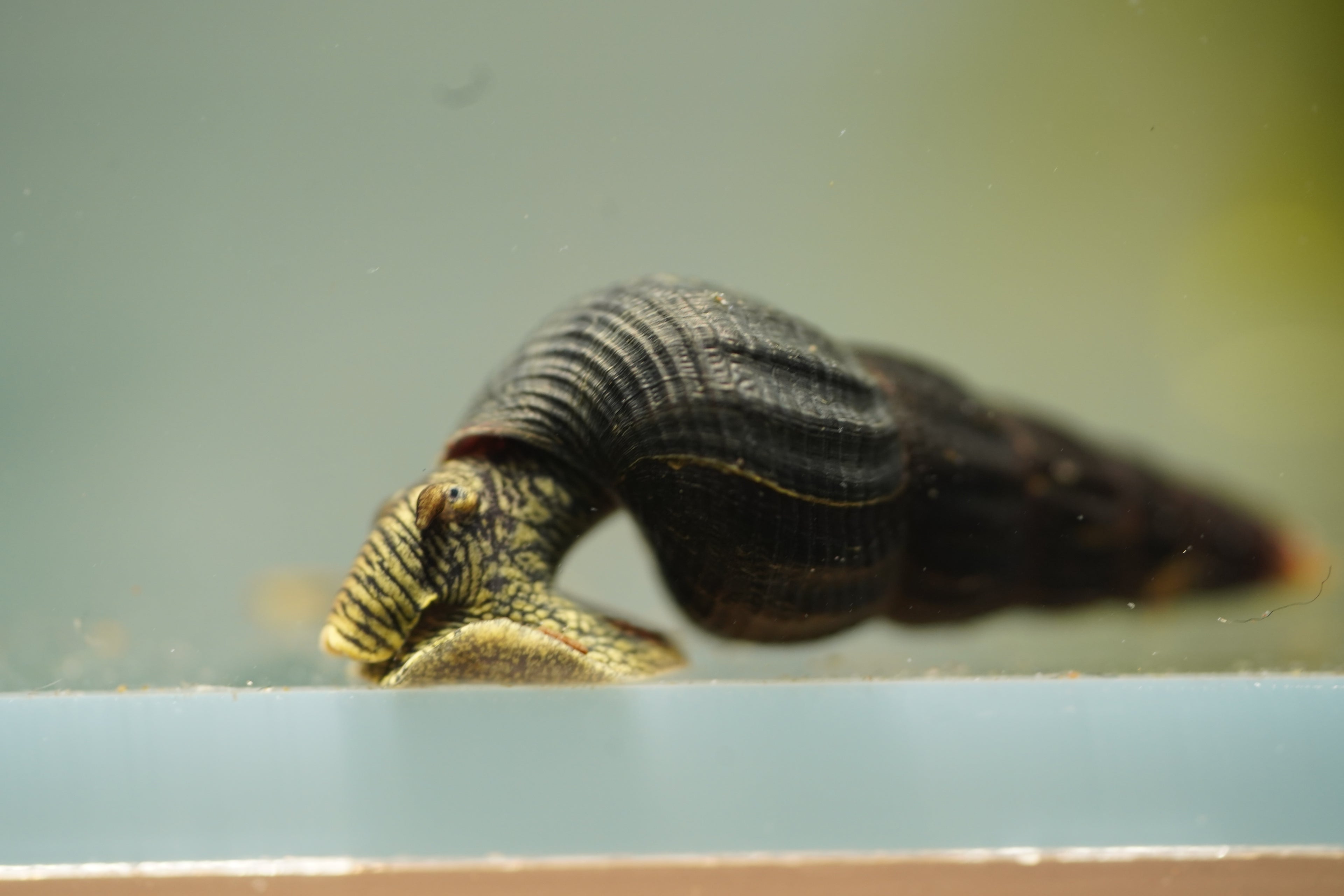 Green Rabbit Snail