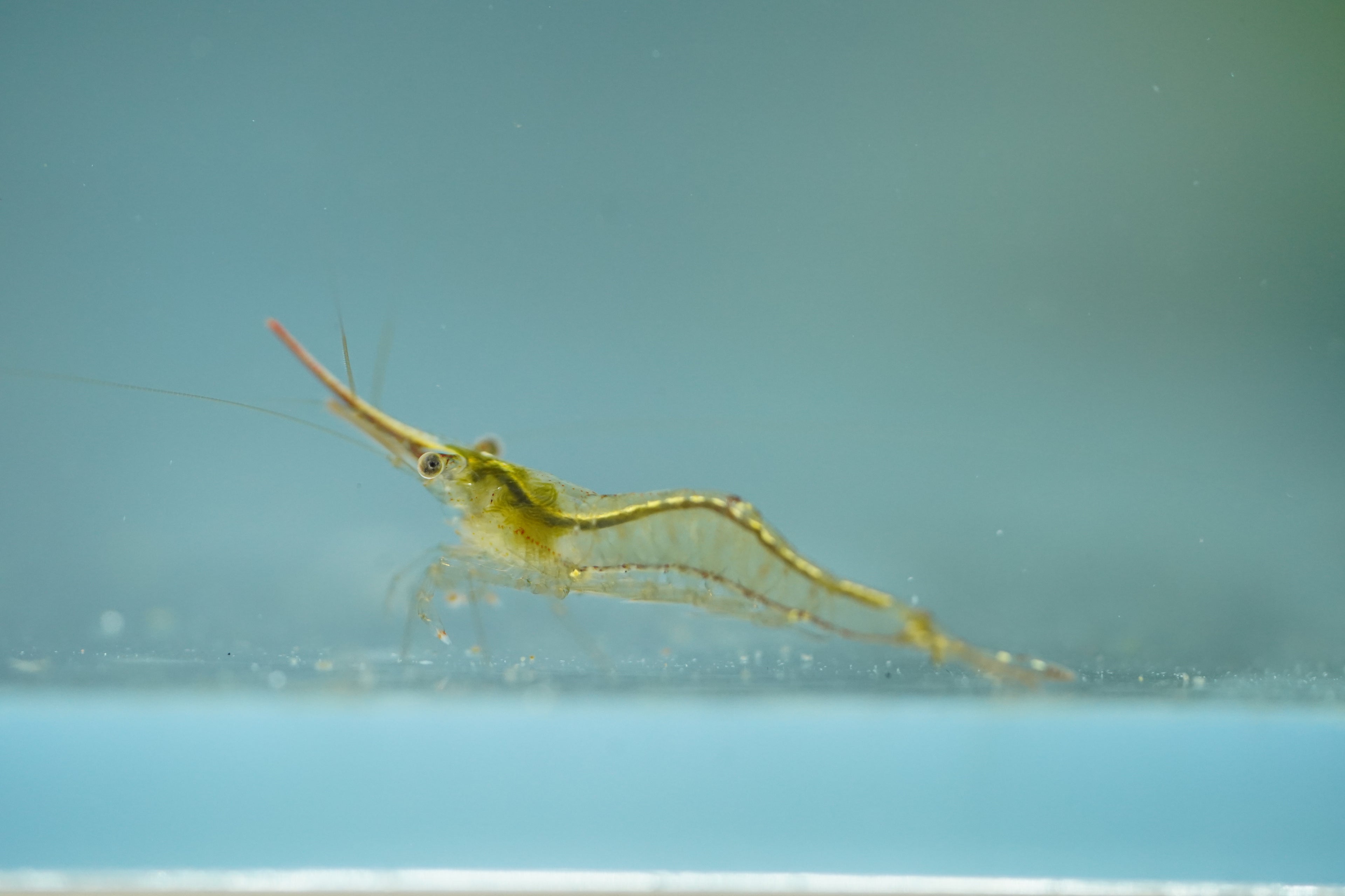 Red Nose Shrimp