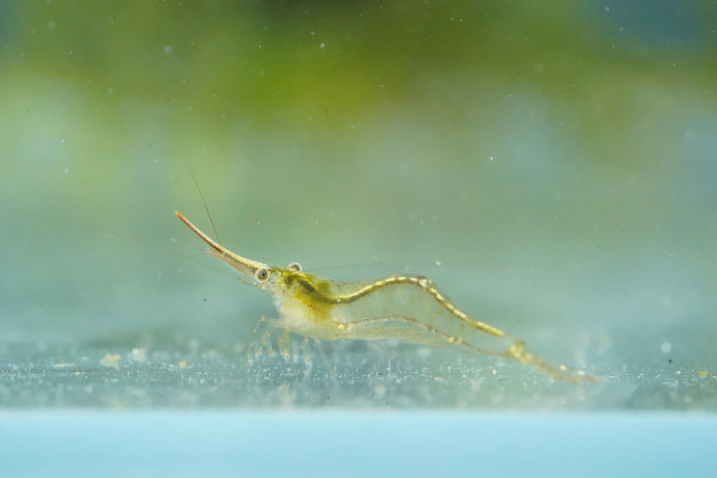 Red Nose Shrimp
