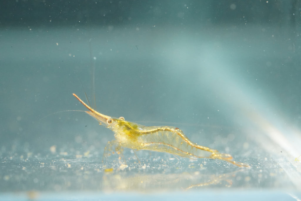Red Nose Shrimp