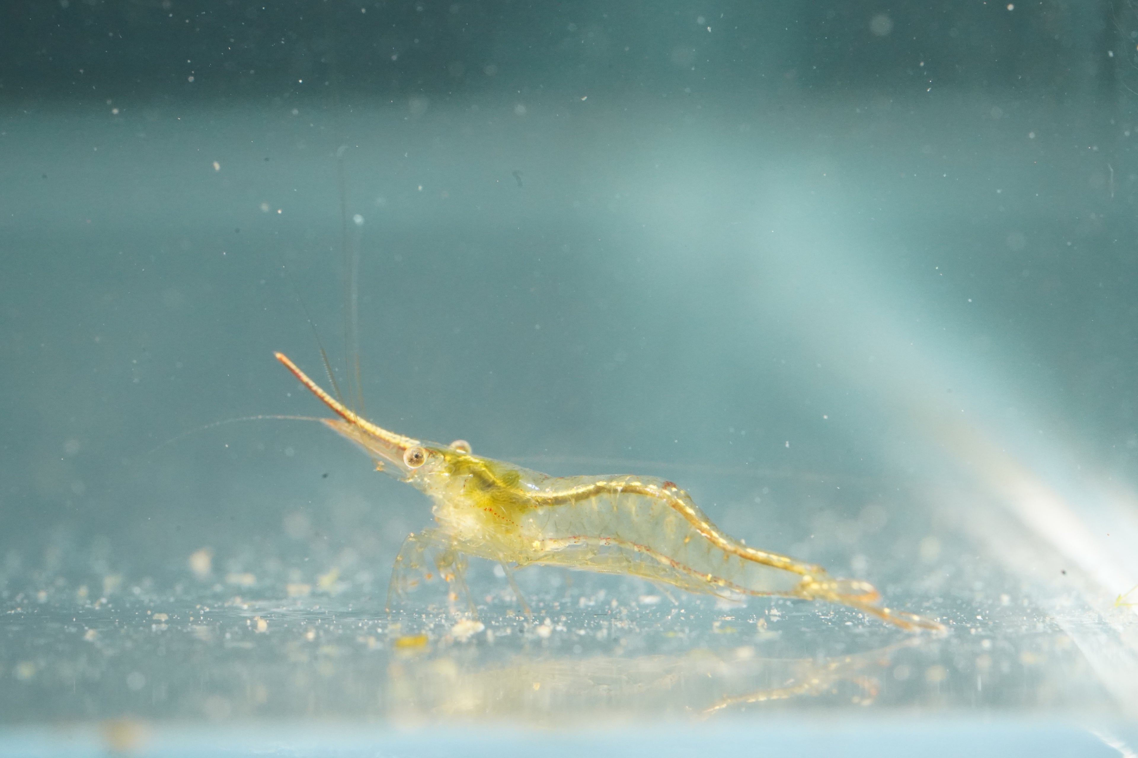 Red Nose Shrimp