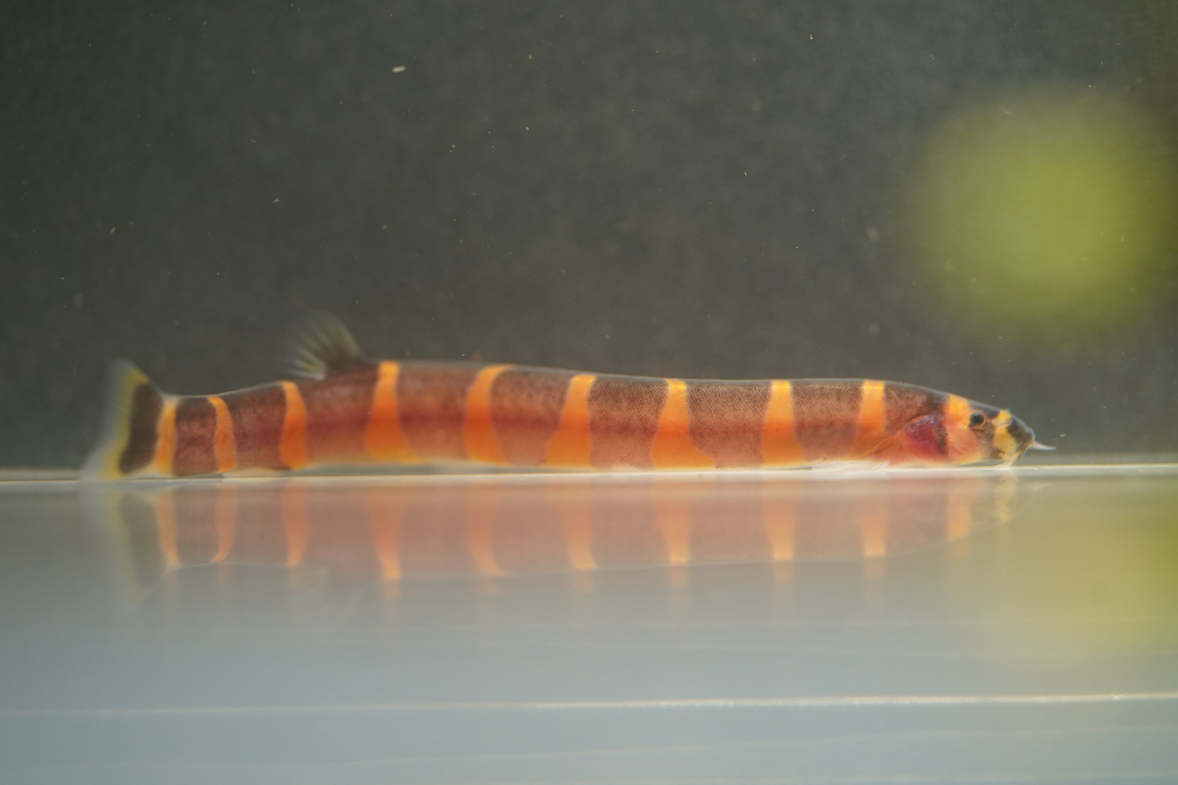 Kuhli Loach