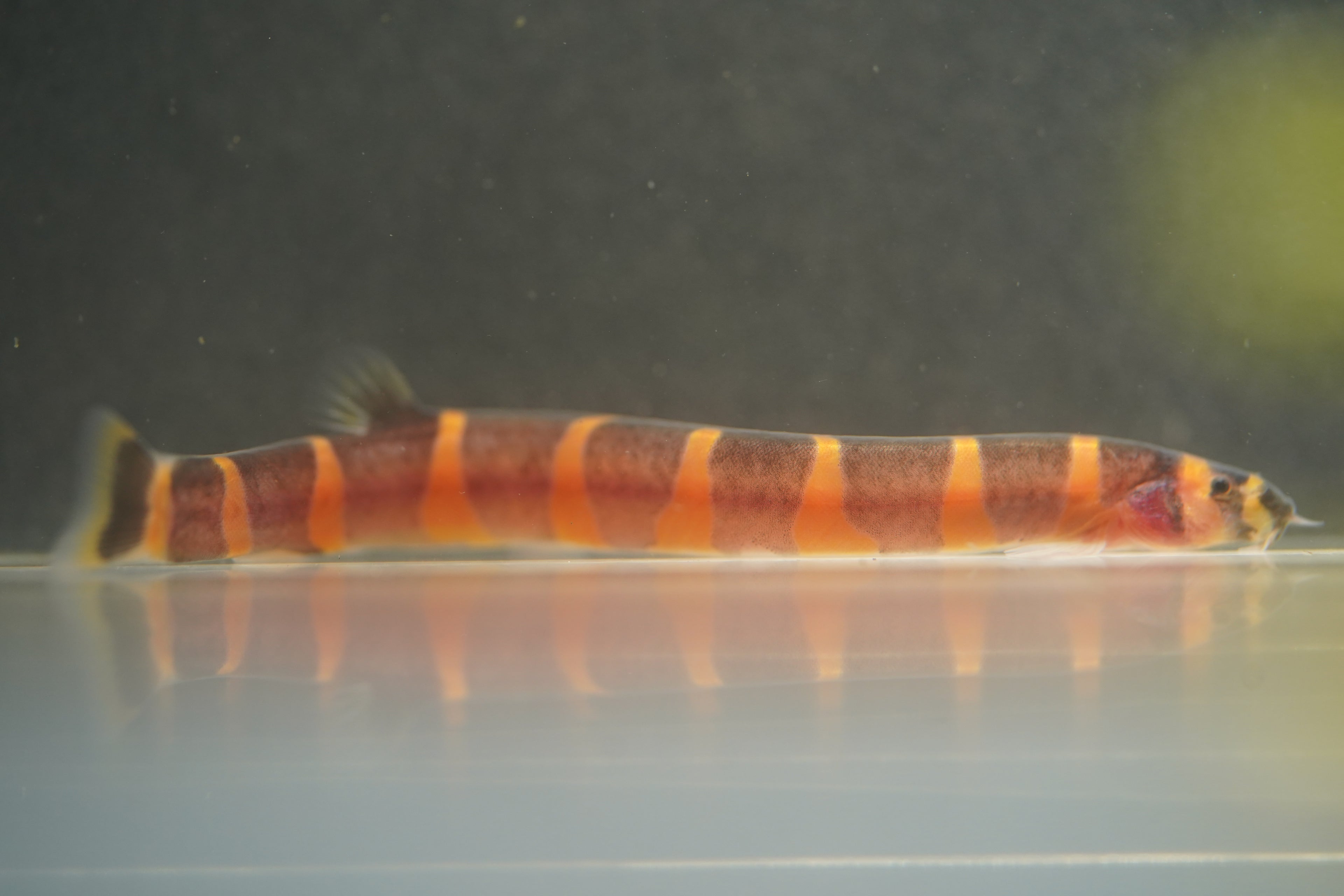 Kuhli Loach