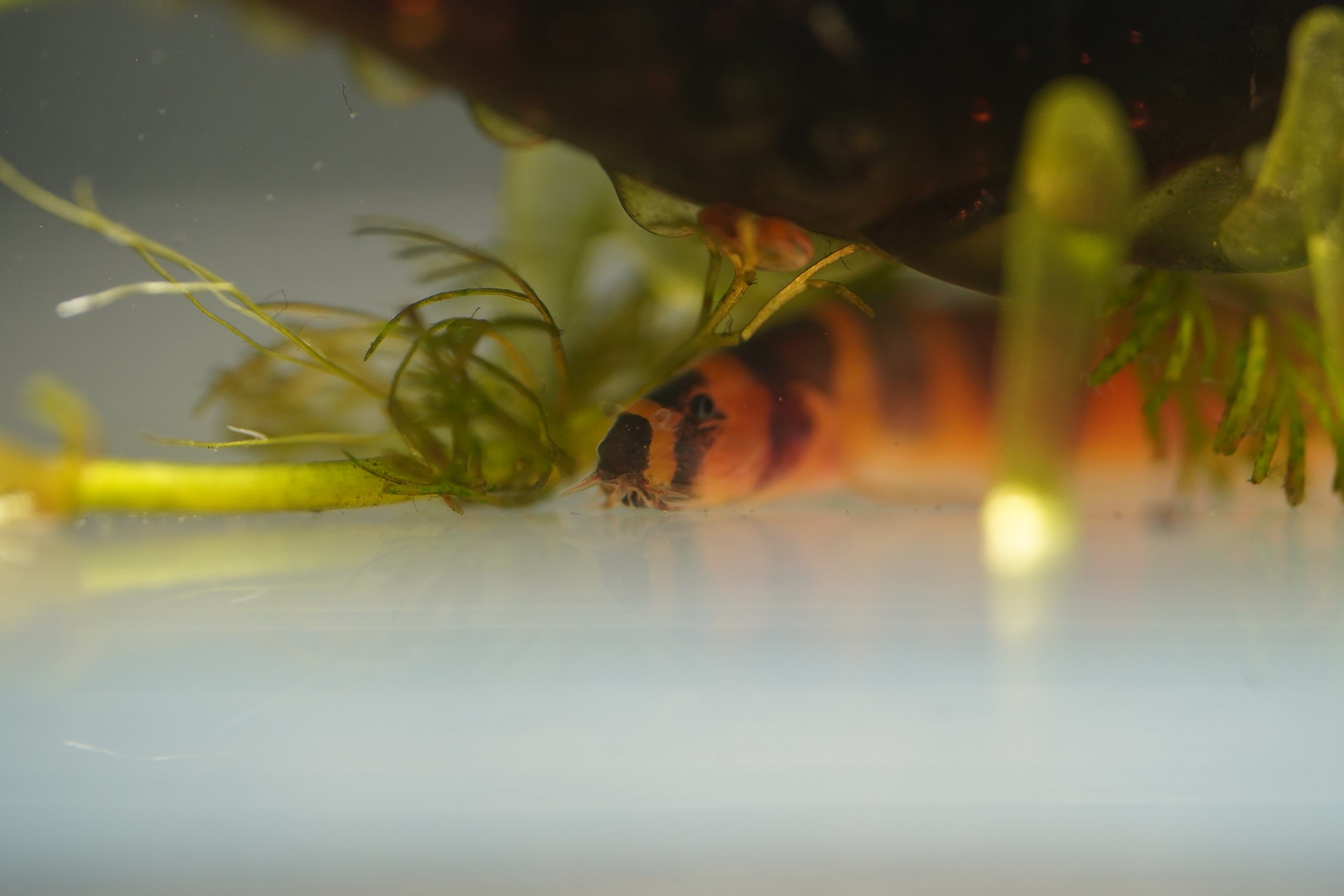 Kuhli Loach