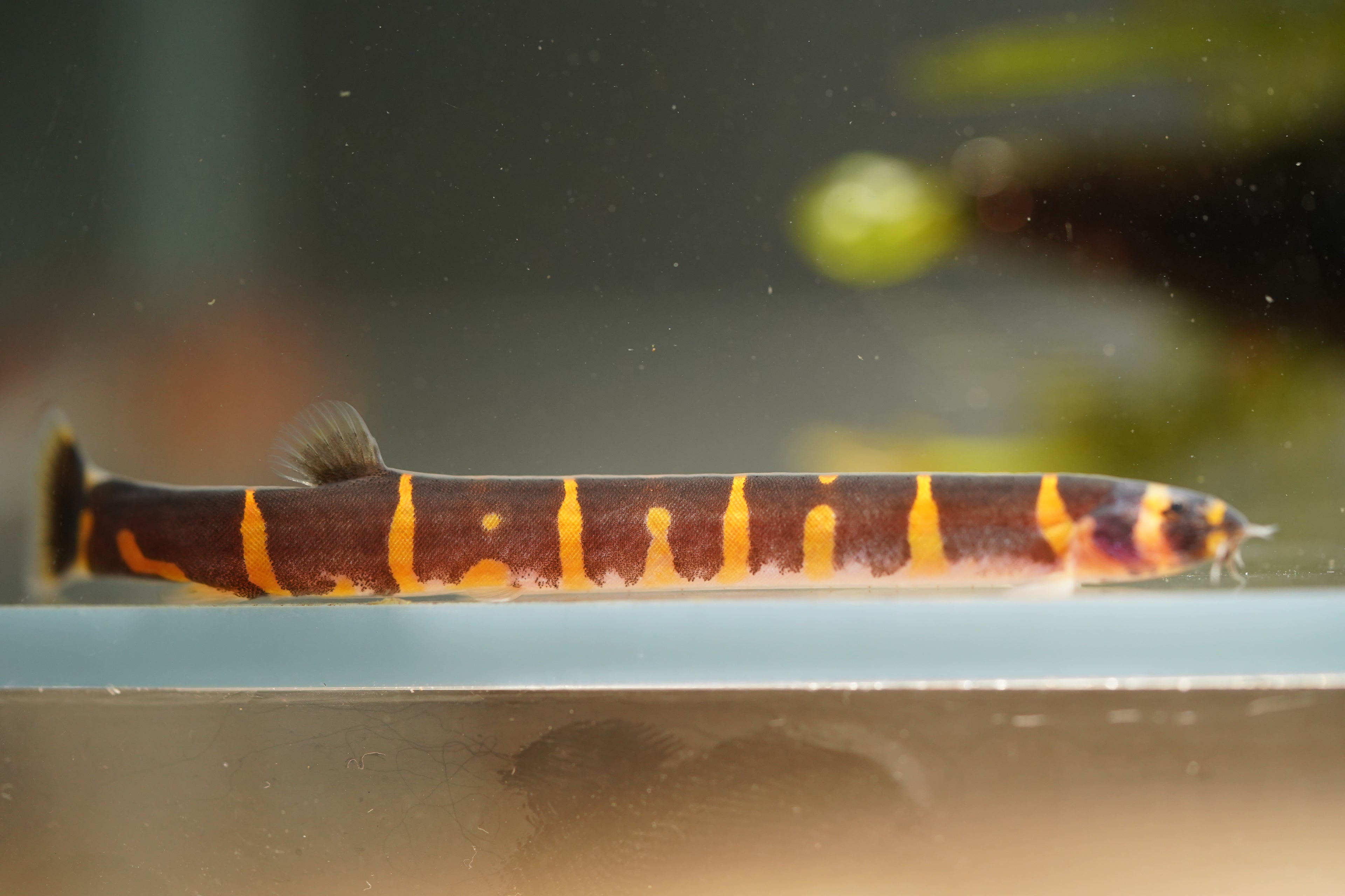 Kuhli Loach
