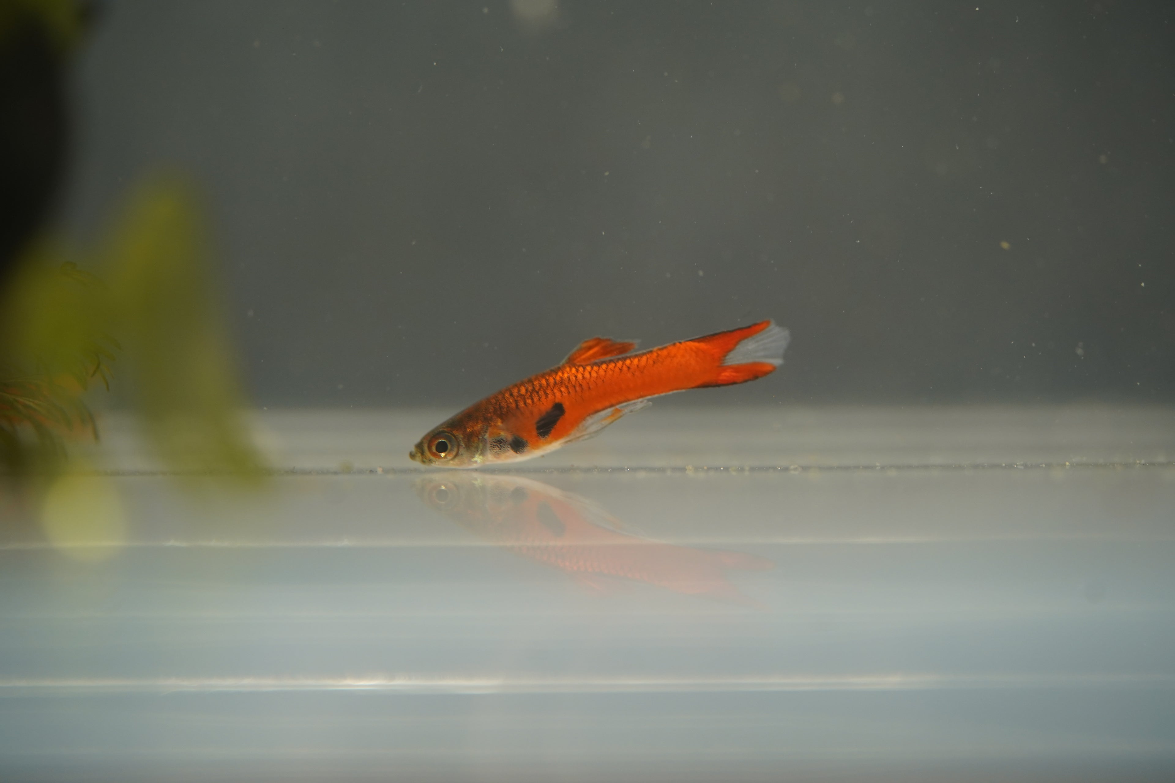 Red Chili Endler Guppy
