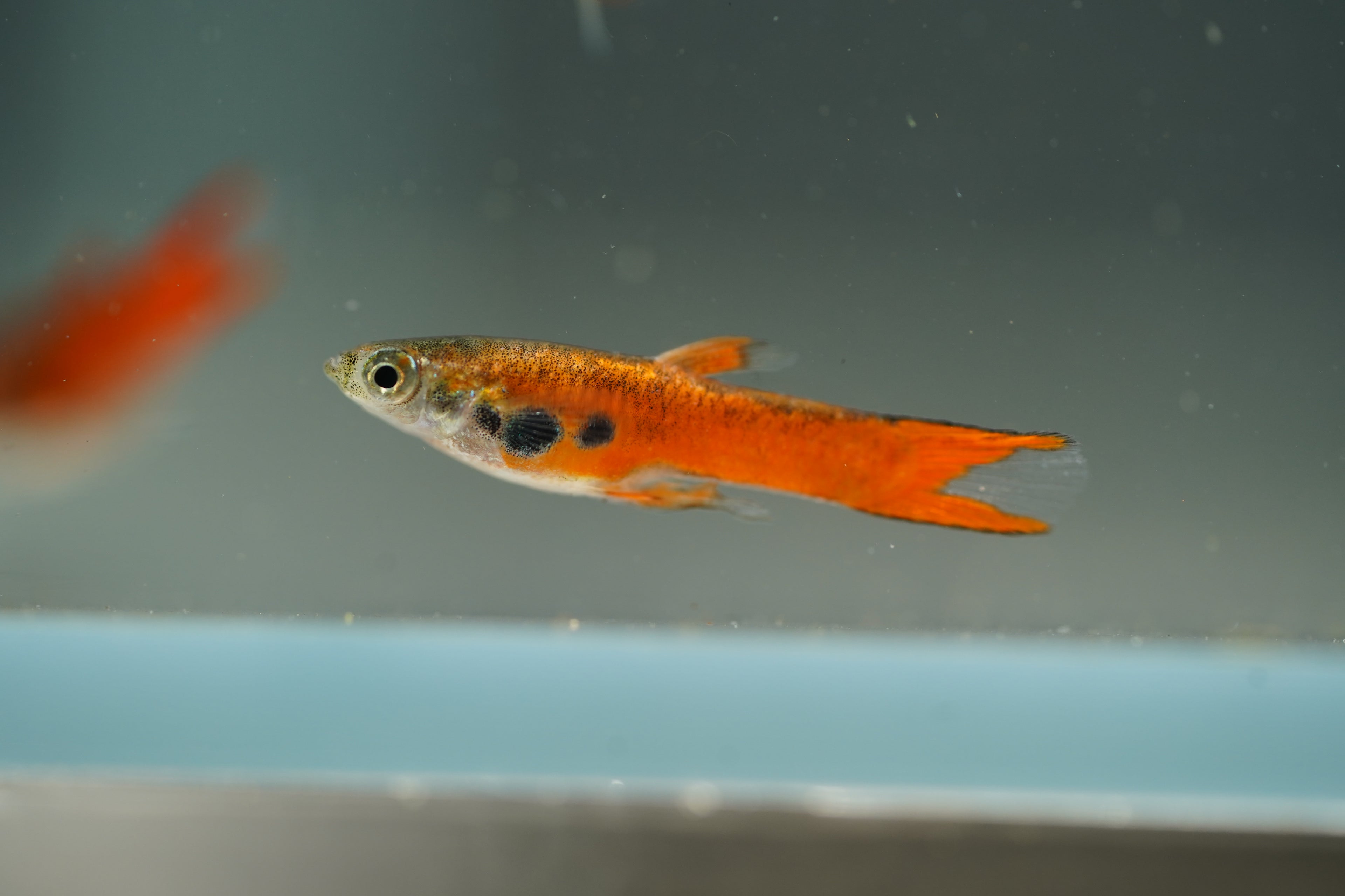 Red Chili Endler Guppy